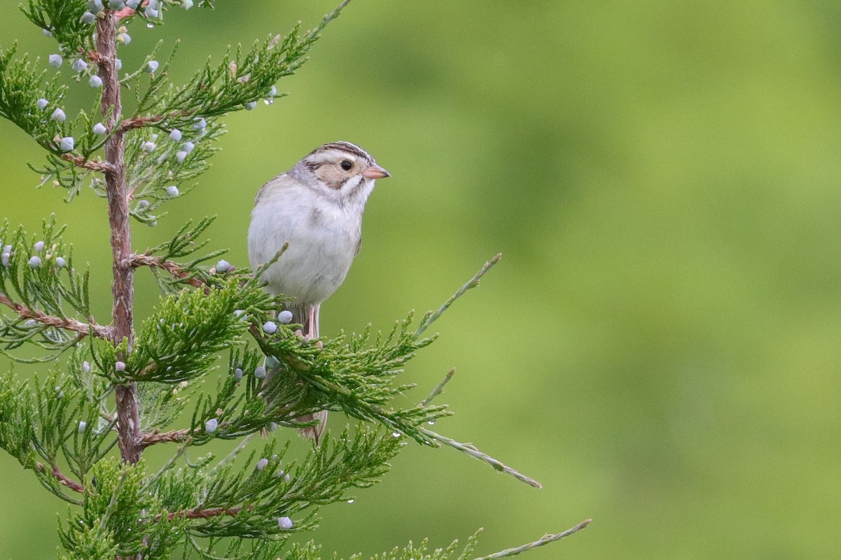 Clay-colored Sparrow - Martina Nordstrand
