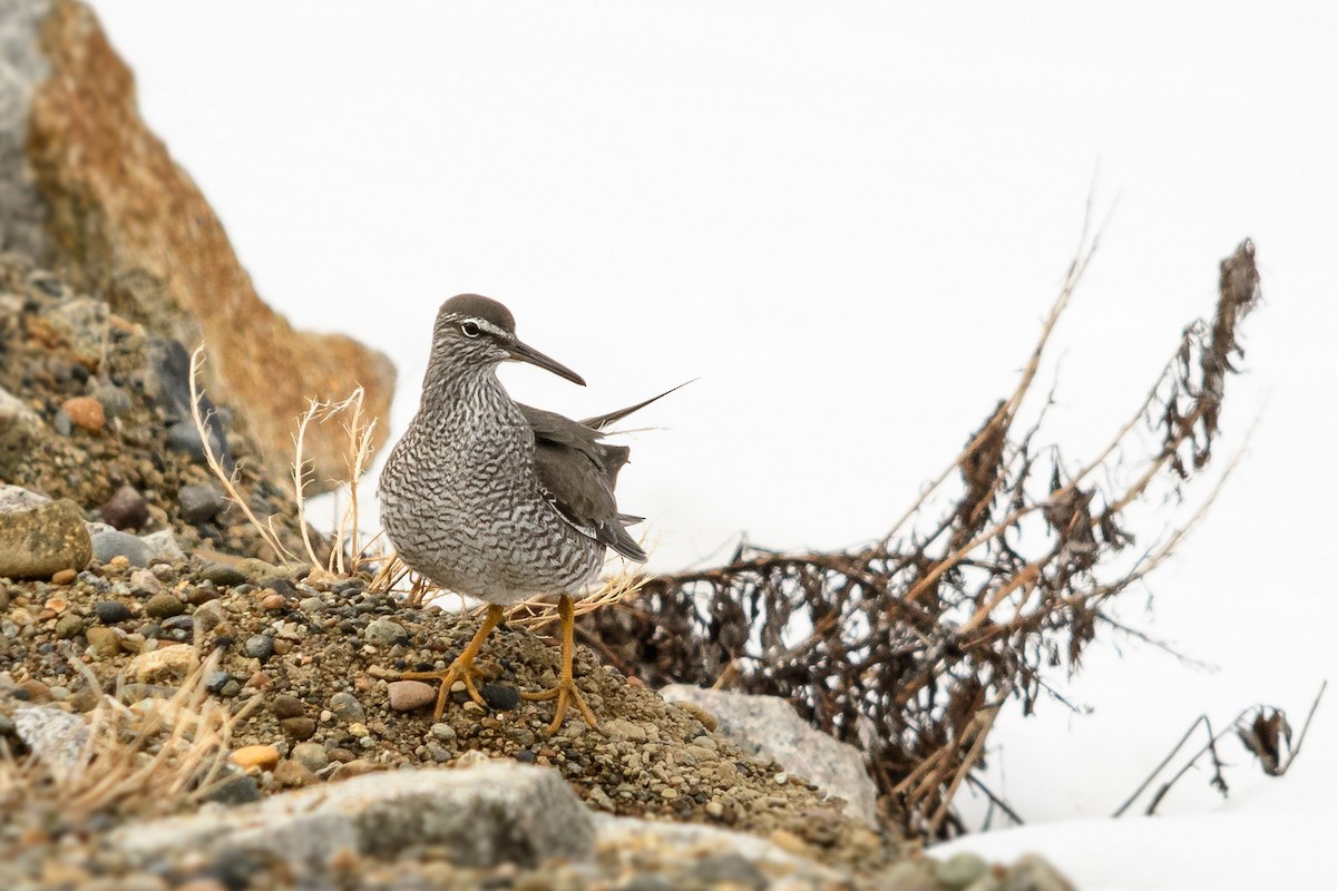 Wandering Tattler - ML58673261