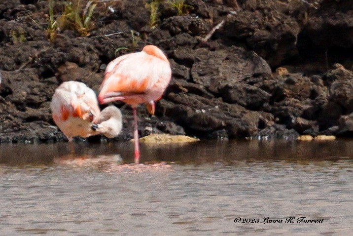 Chilean Flamingo - ML586733111