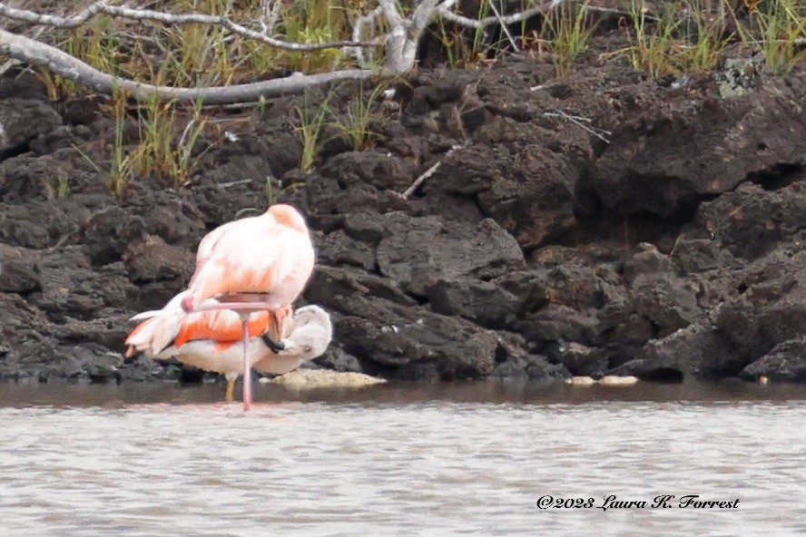 Chilean Flamingo - ML586733121