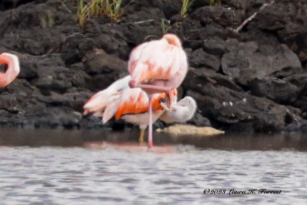 Chilean Flamingo - ML586733131