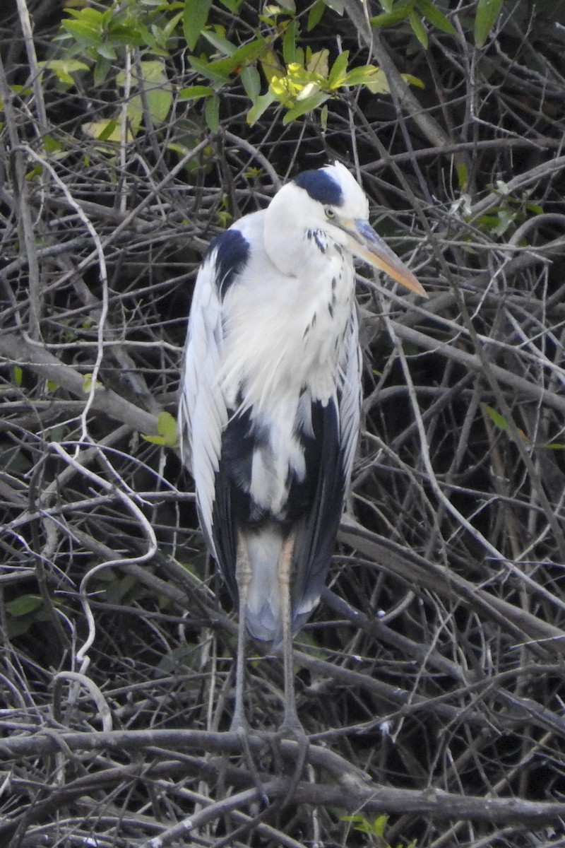 Gray Heron - Anonymous