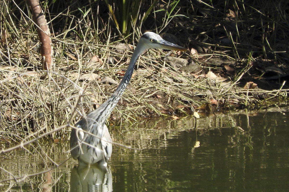 Gray Heron - Anonymous