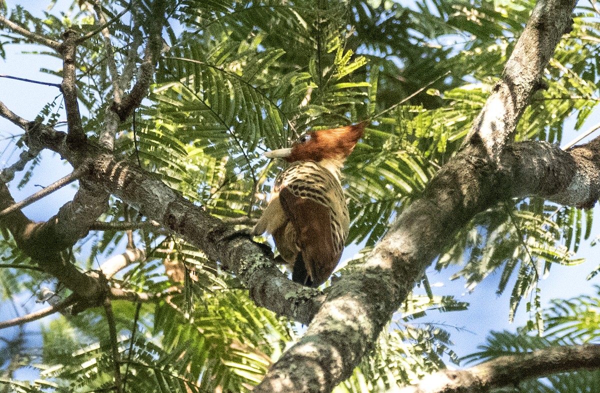 Kaempfer's Woodpecker - Eduardo Vieira 17