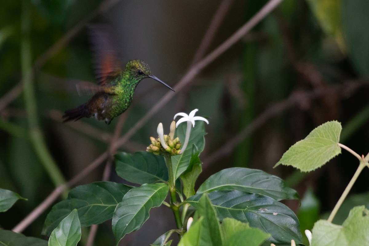 kolibřík mexický - ML586734691
