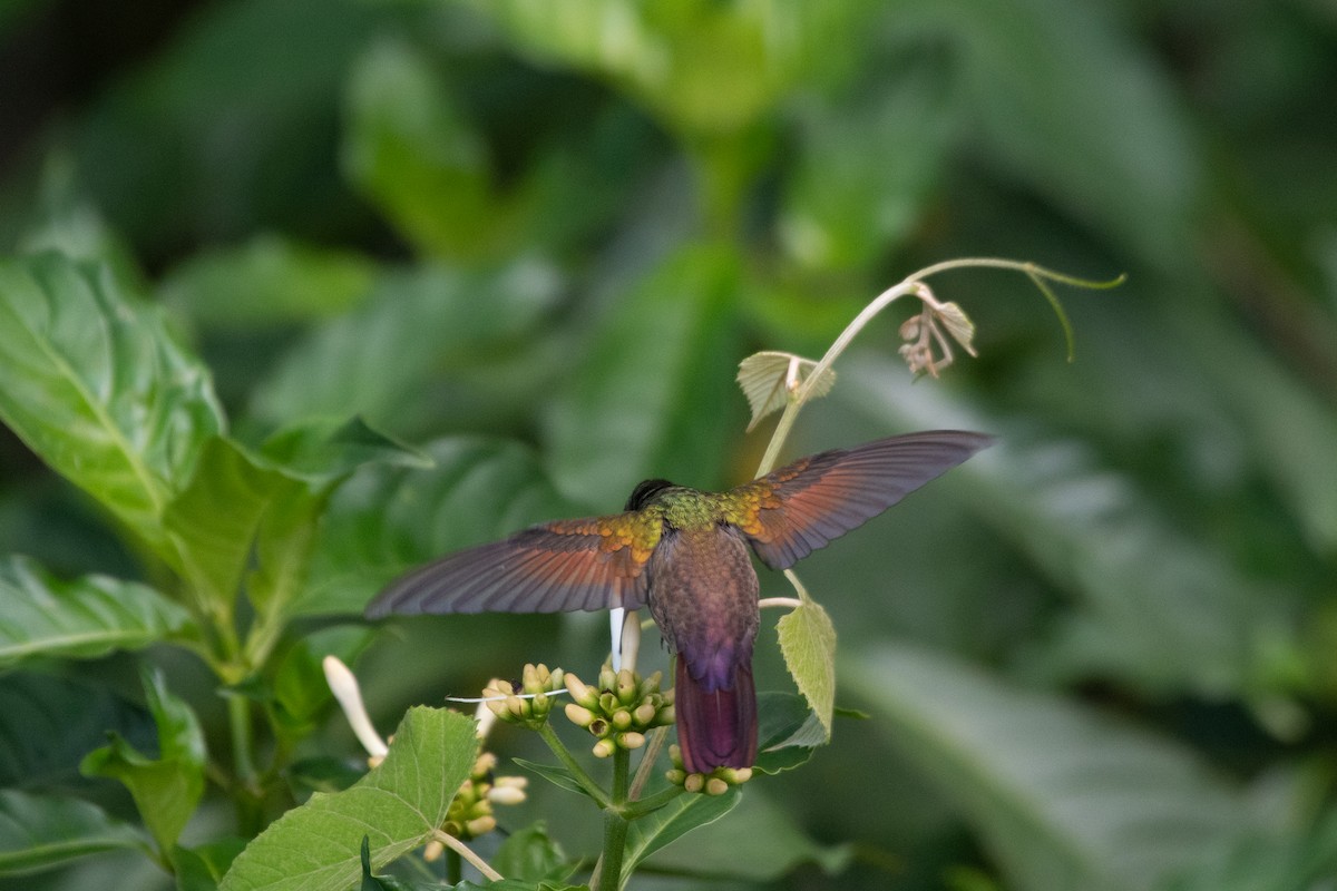 kolibřík mexický - ML586734711