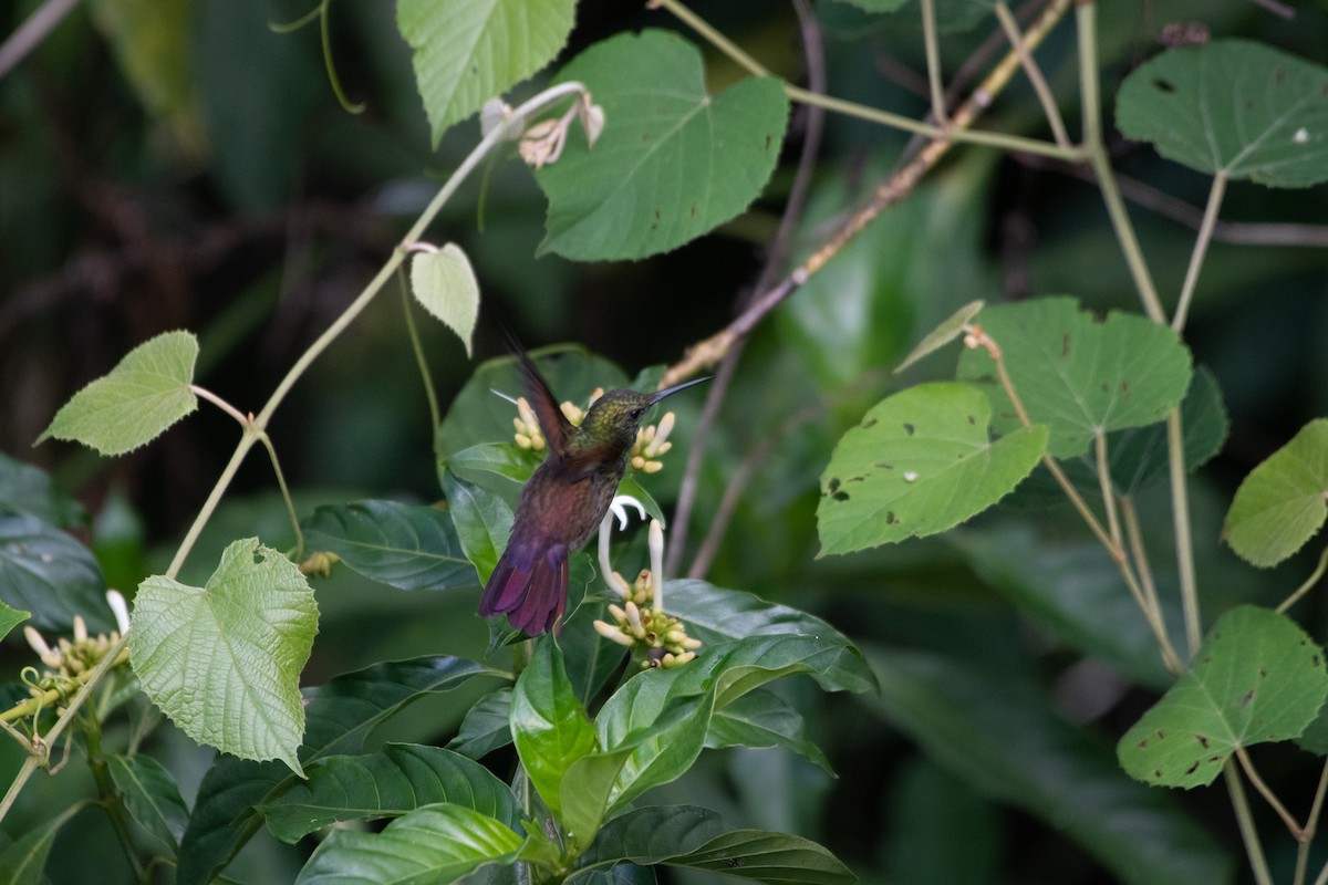 Berylline Hummingbird - Court Harding