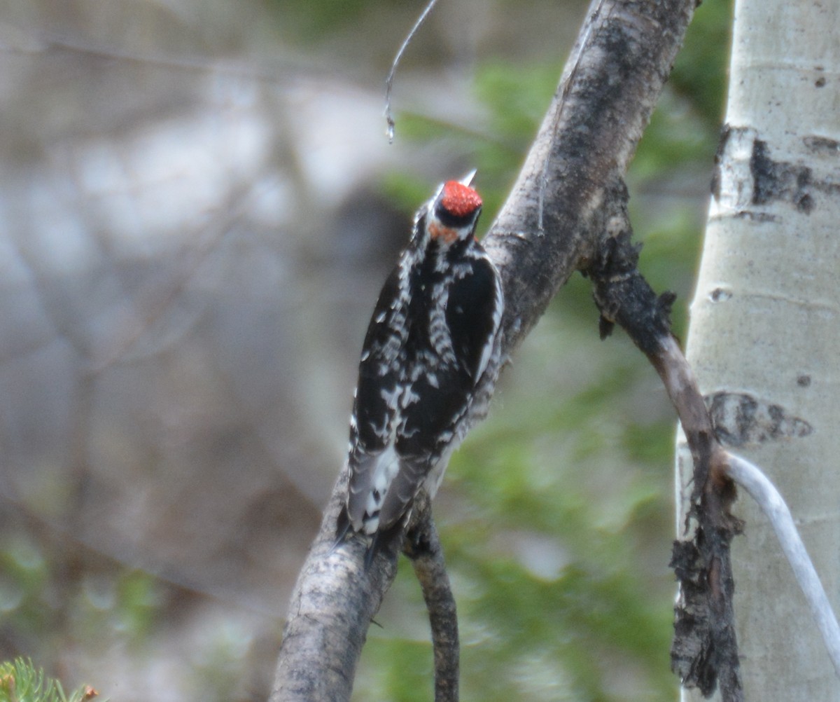 Red-naped Sapsucker - ML586735091