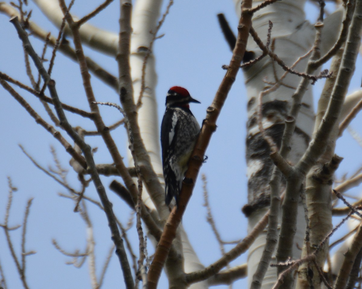 Red-naped Sapsucker - ML586735101