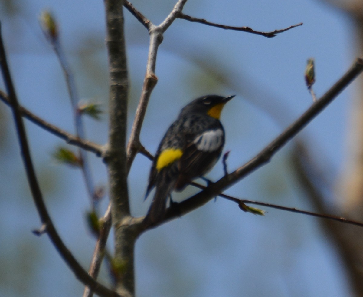 Yellow-rumped Warbler (Audubon's) - ML586735221