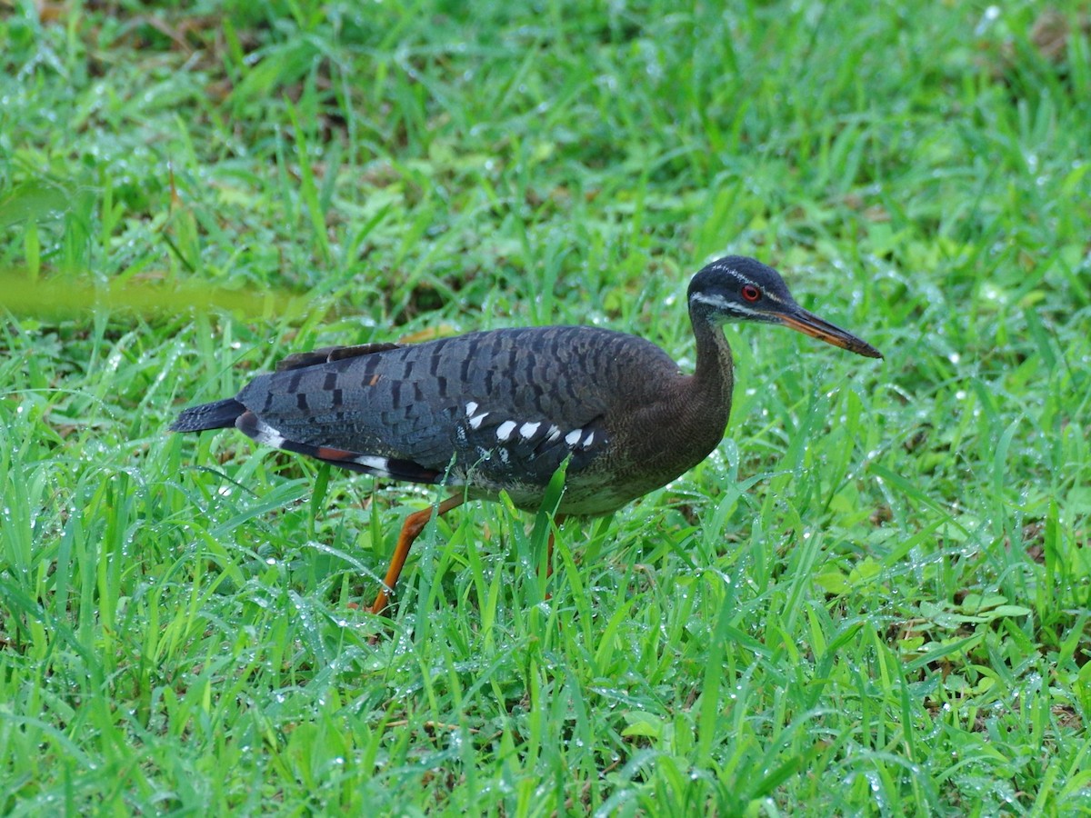 Sunbittern - ML586735551