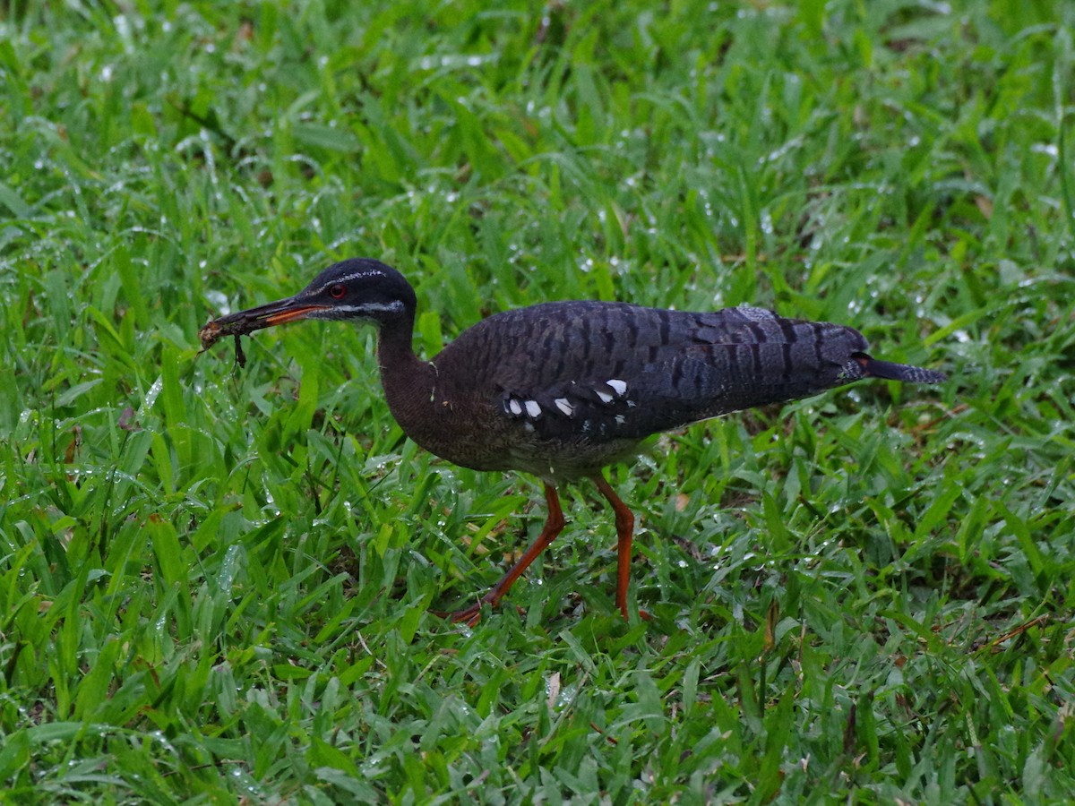 Sunbittern - ML586735571