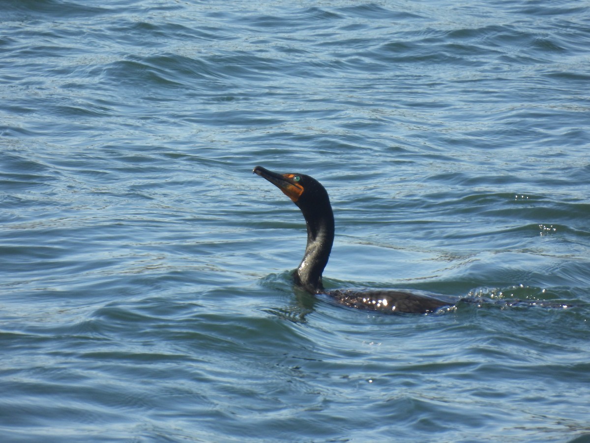 Double-crested Cormorant - John McKay