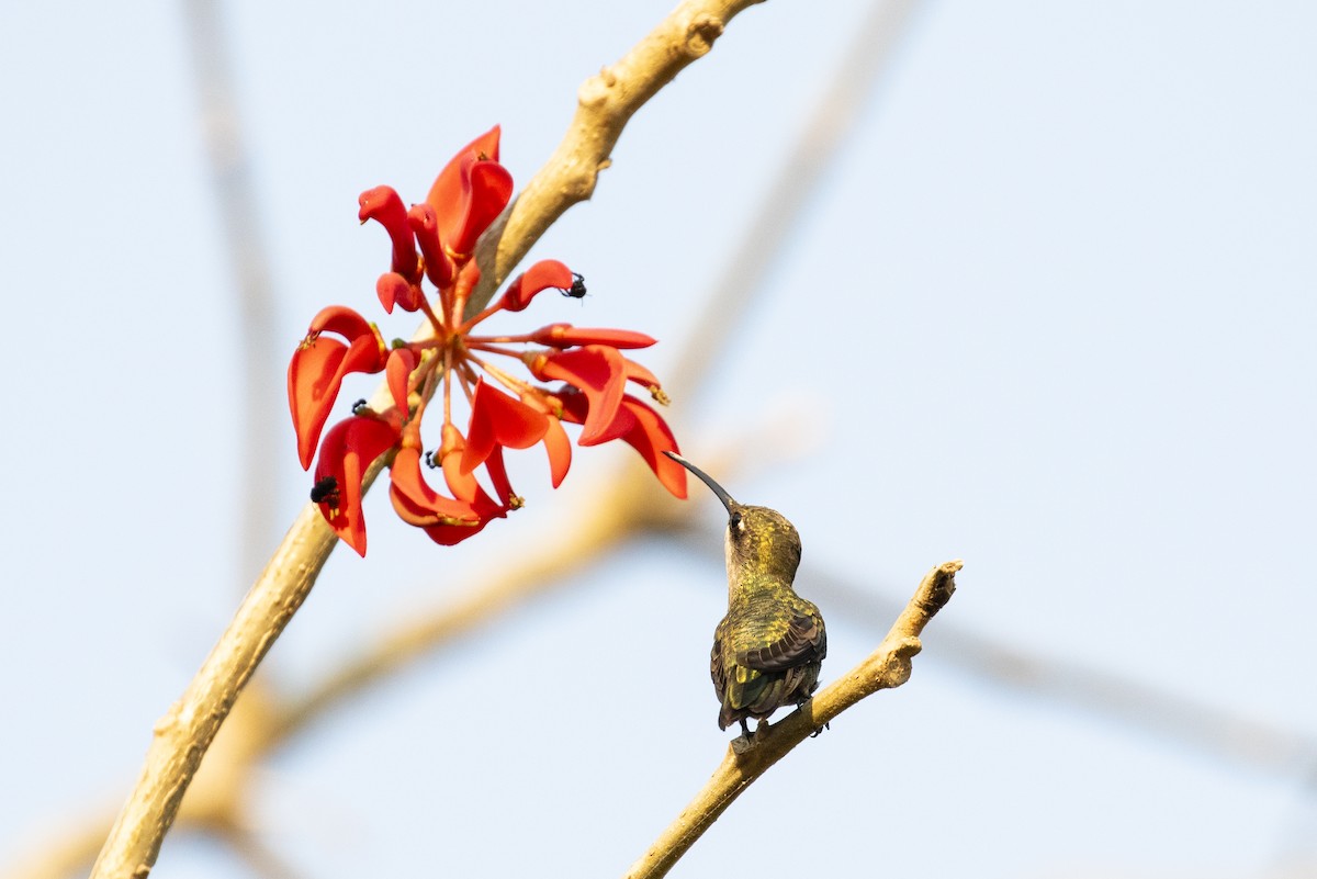 Blue-tufted Starthroat - Thelma Gátuzzô