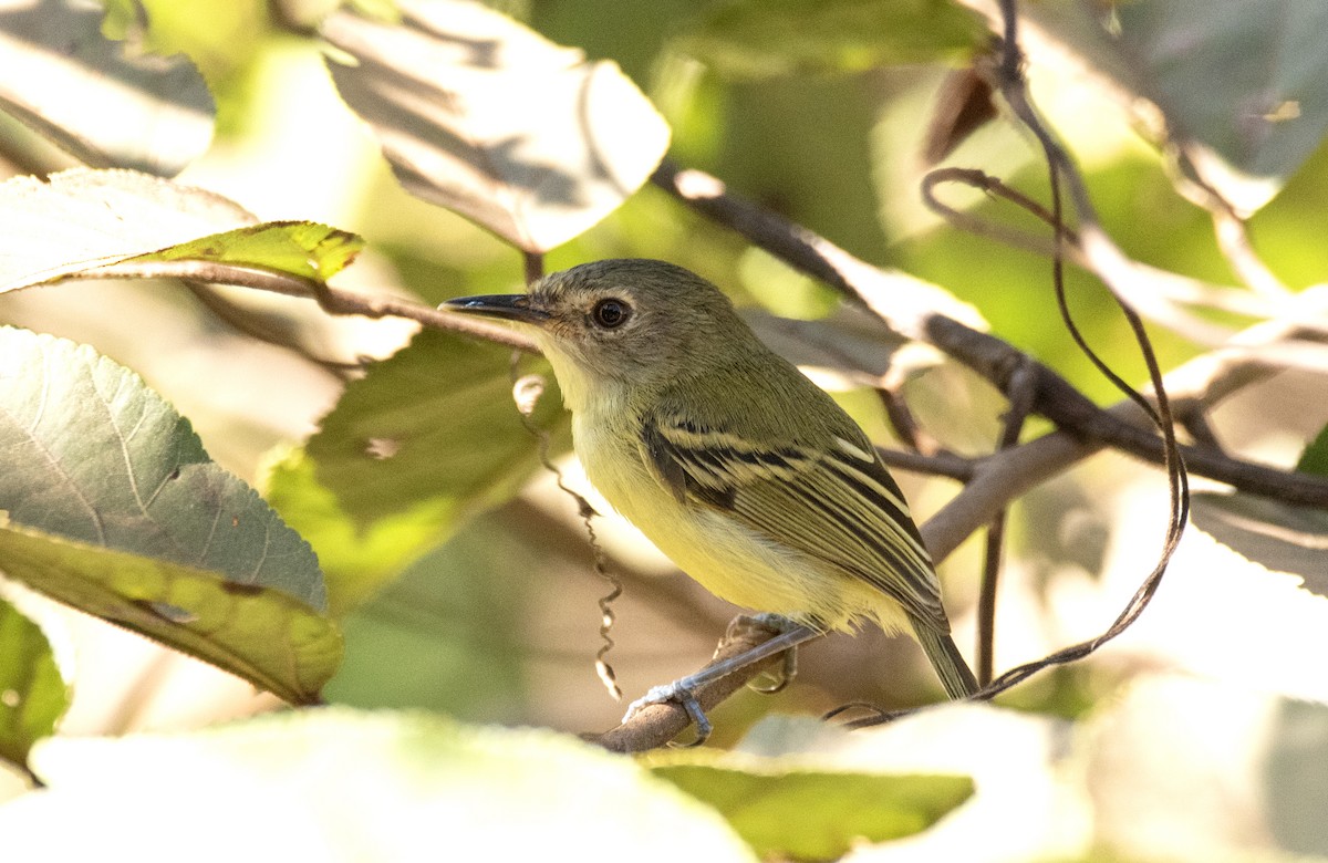 Smoky-fronted Tody-Flycatcher - ML586736261