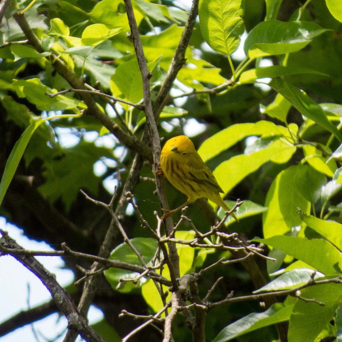 Yellow Warbler (Northern) - ML58673741