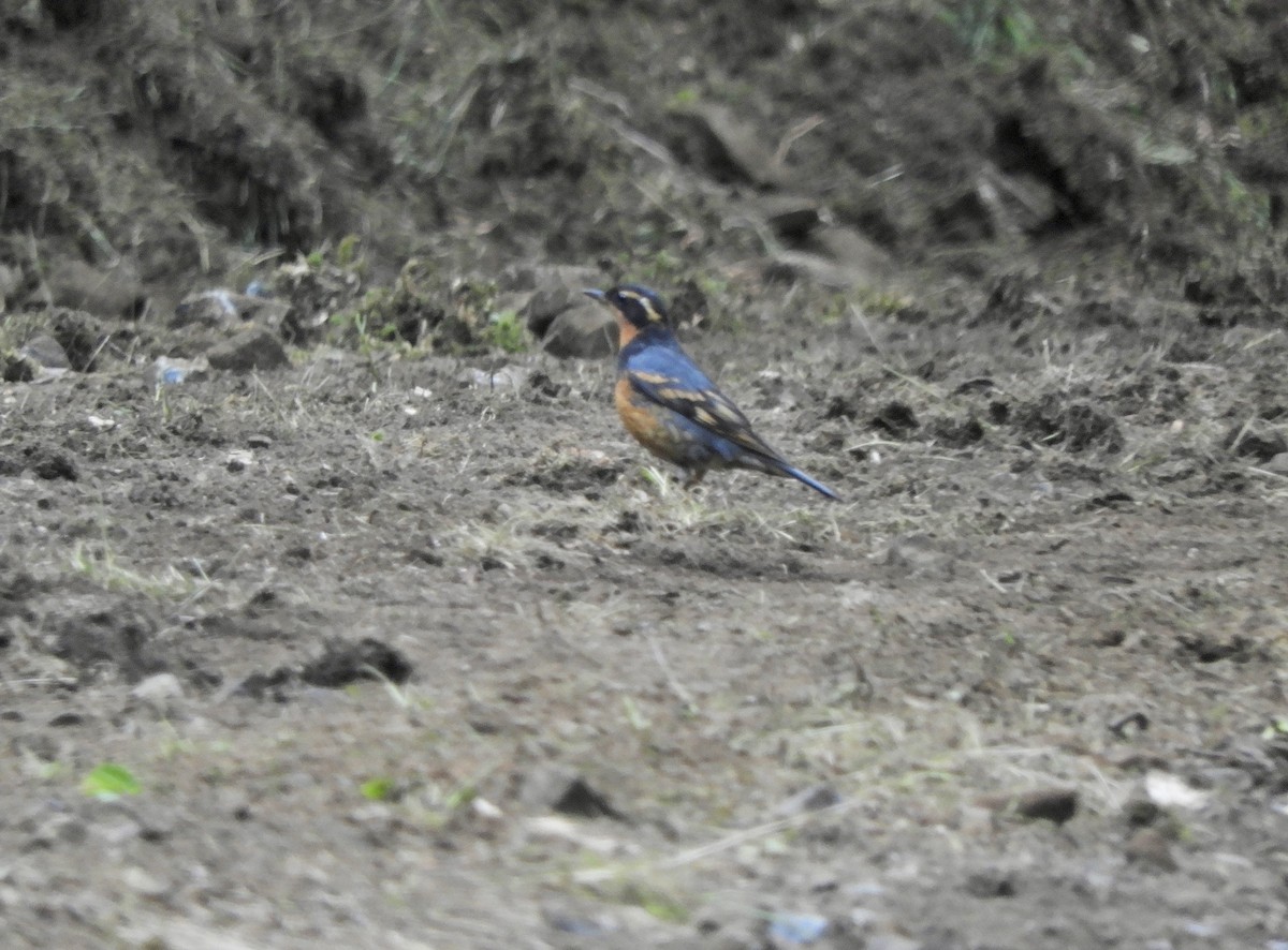 Varied Thrush - ML586737501