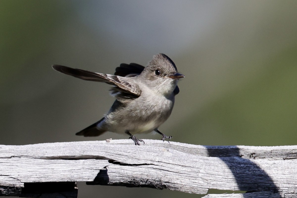 Western Wood-Pewee - Alice Church