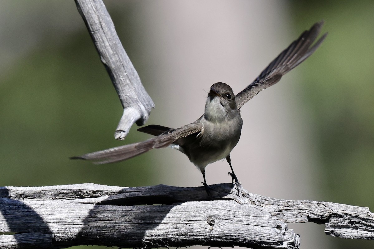 Western Wood-Pewee - Alice Church