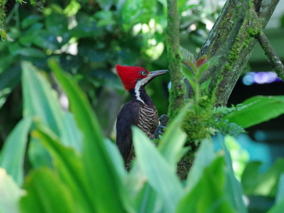Guayaquil Woodpecker - ML586737641