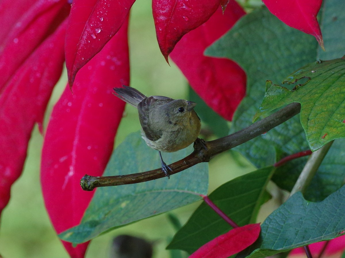 Yellow-bellied Seedeater - ML586737811