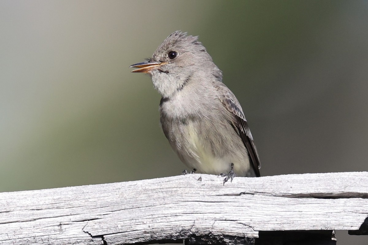 Western Wood-Pewee - Alice Church