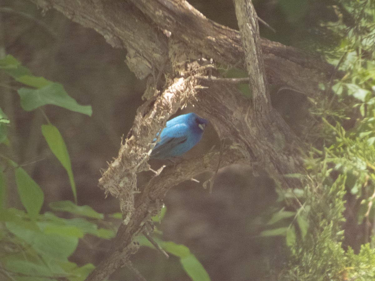 Indigo Bunting - ML58673881