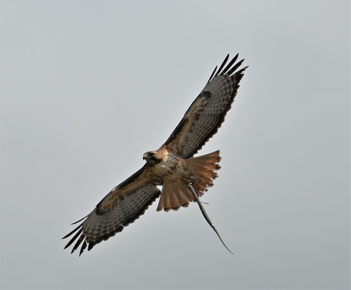 Red-tailed Hawk - ML586738831
