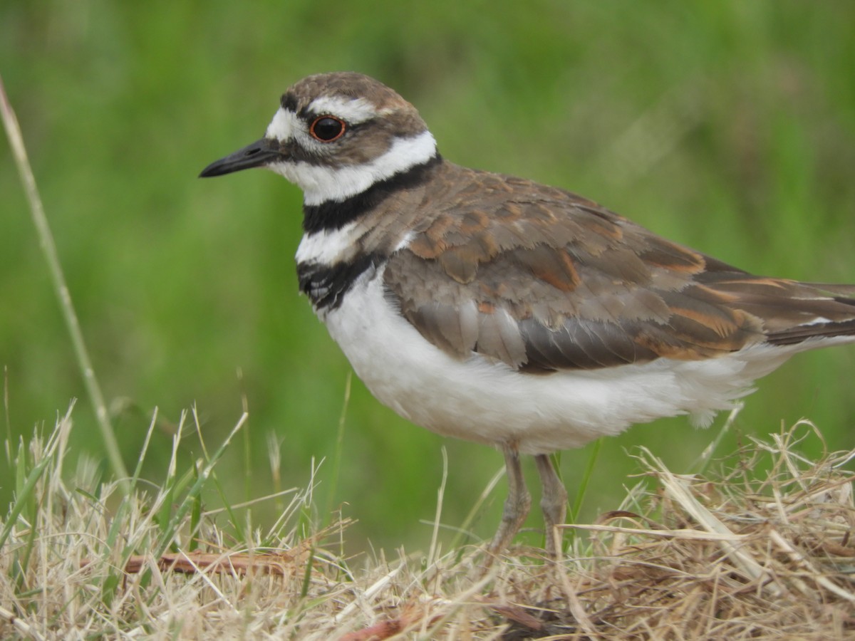 Killdeer - ML586739261