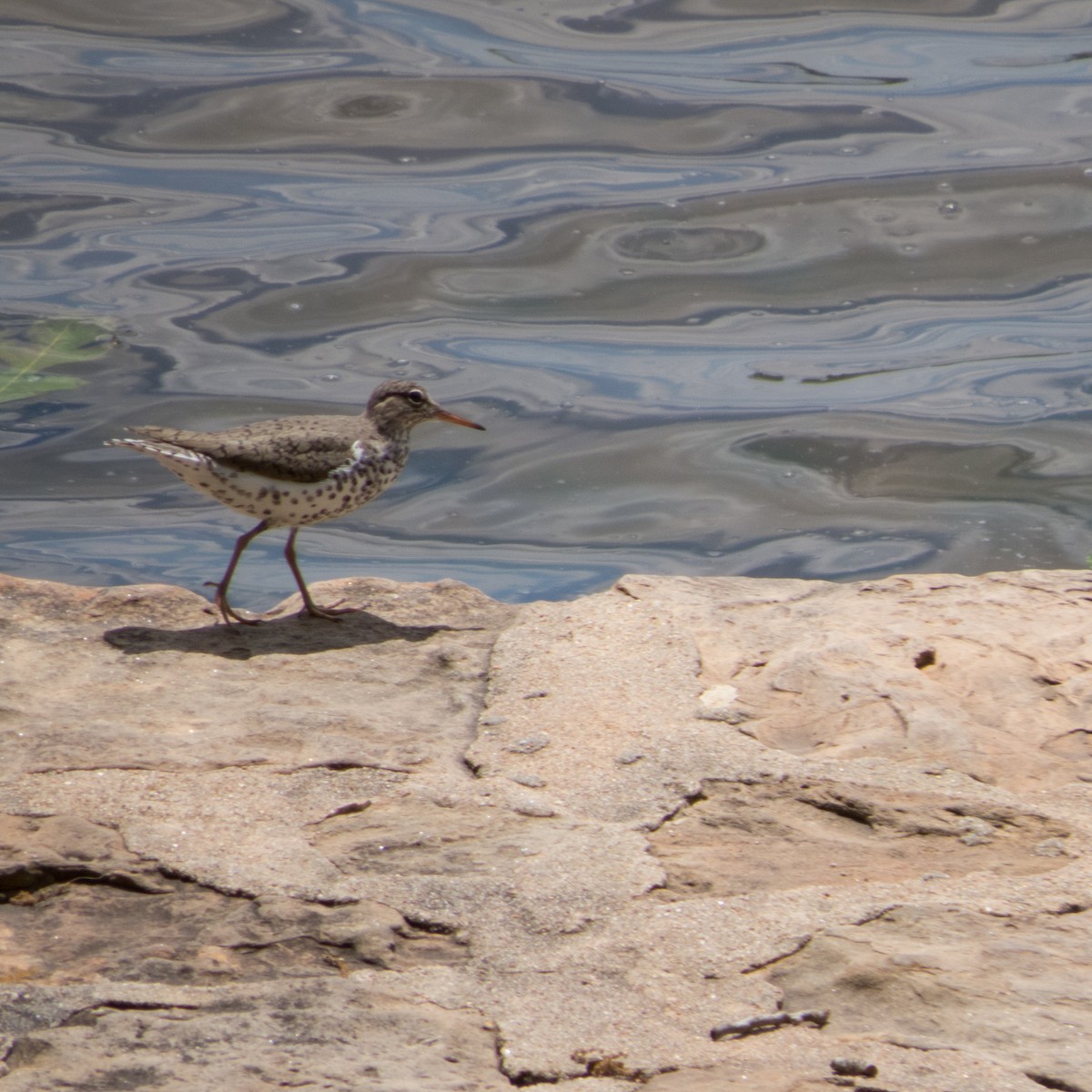 Spotted Sandpiper - ML58673951