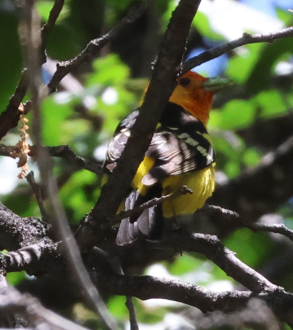 Western Tanager - ML586740161