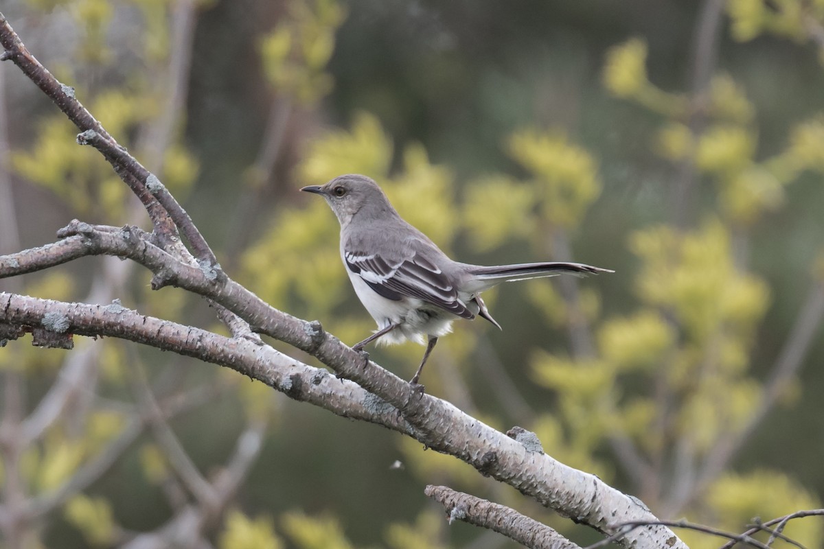 Northern Mockingbird - ML58674061