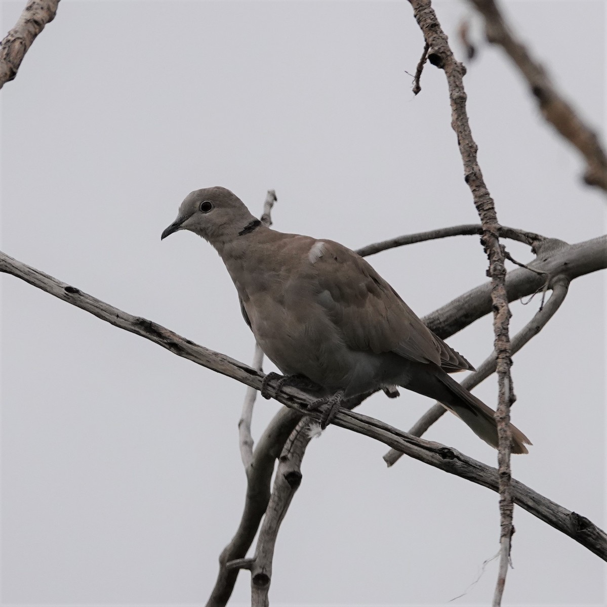 Eurasian Collared-Dove - ML586741511