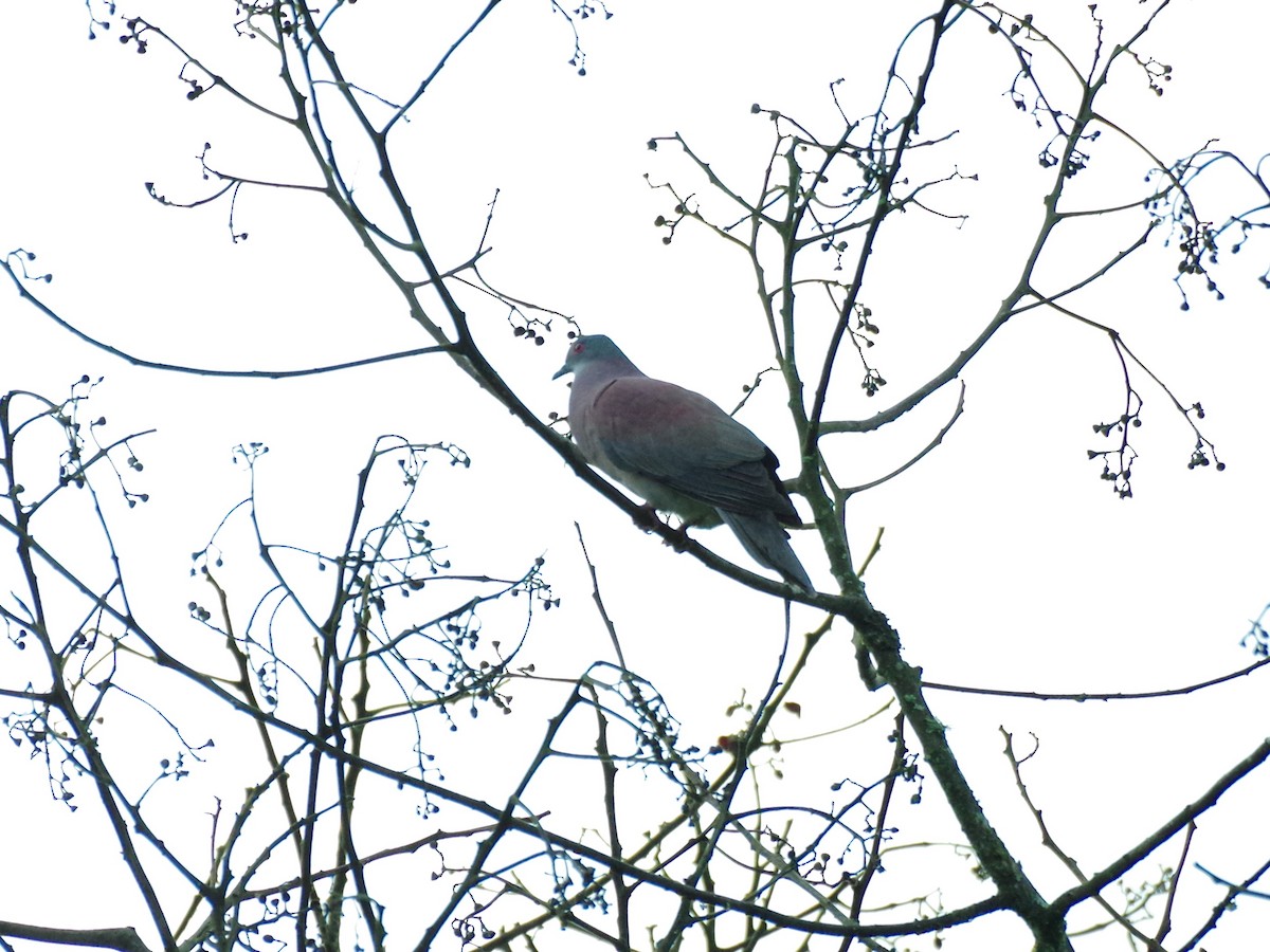 Pale-vented Pigeon - Aaron Rushin