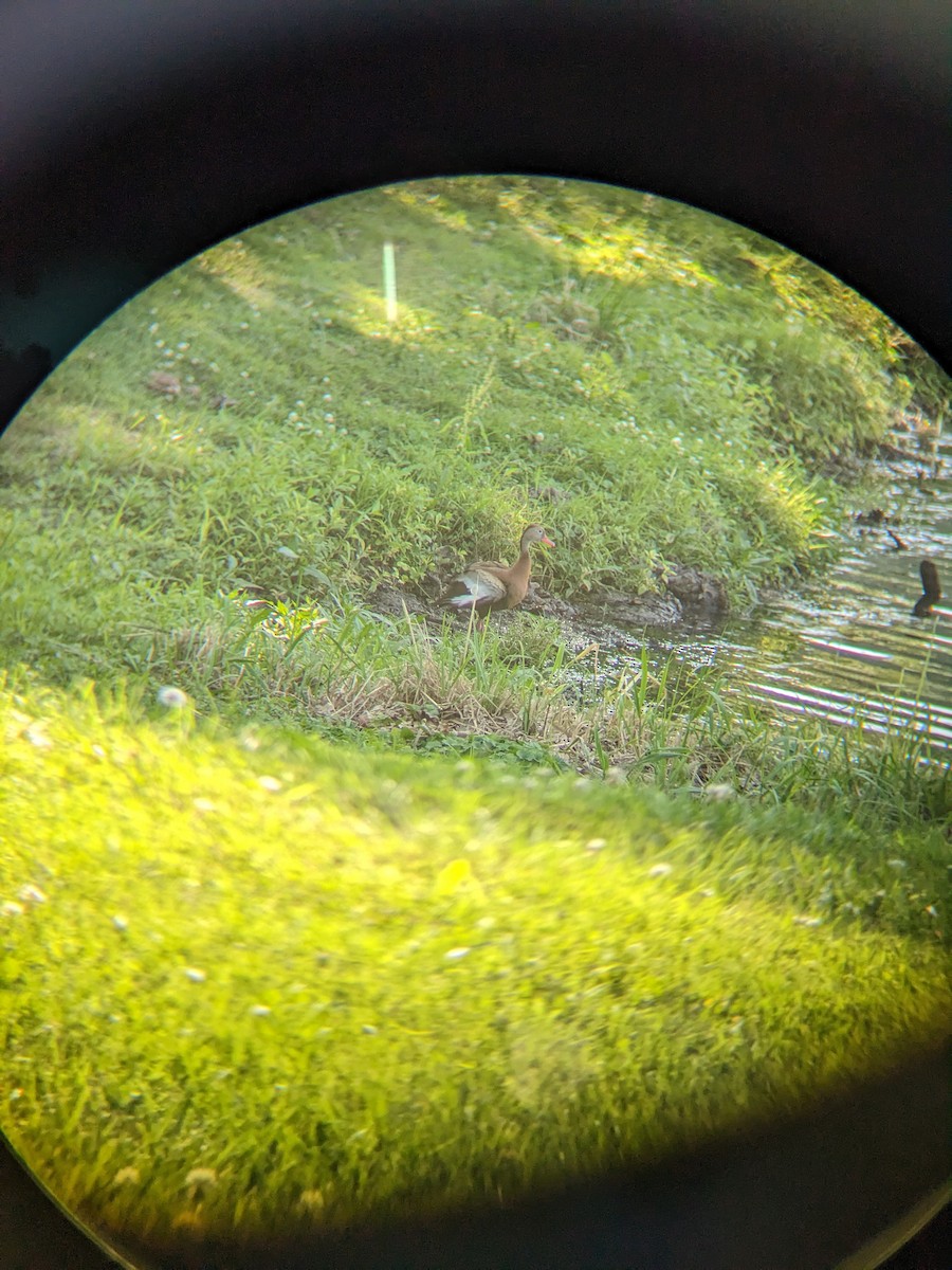 Black-bellied Whistling-Duck - ML586741541