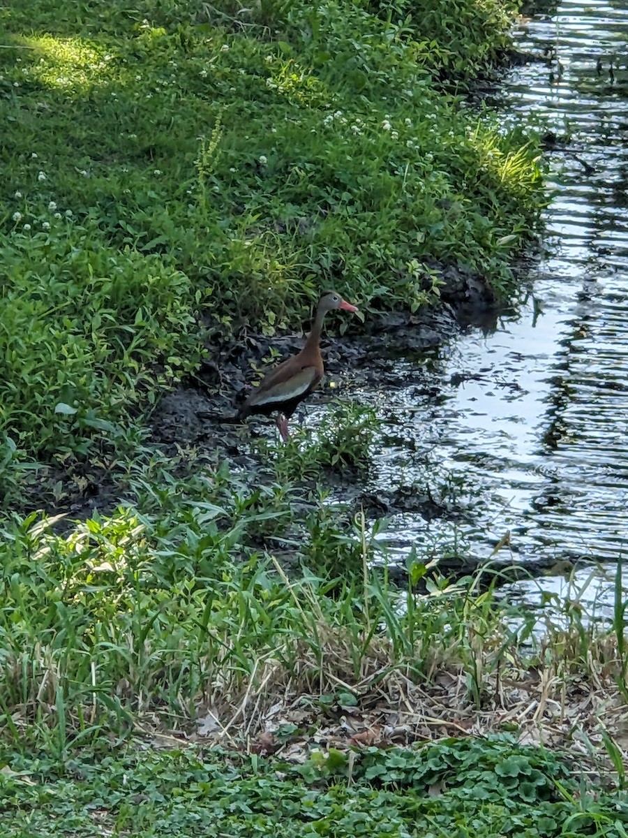 Black-bellied Whistling-Duck - ML586741551