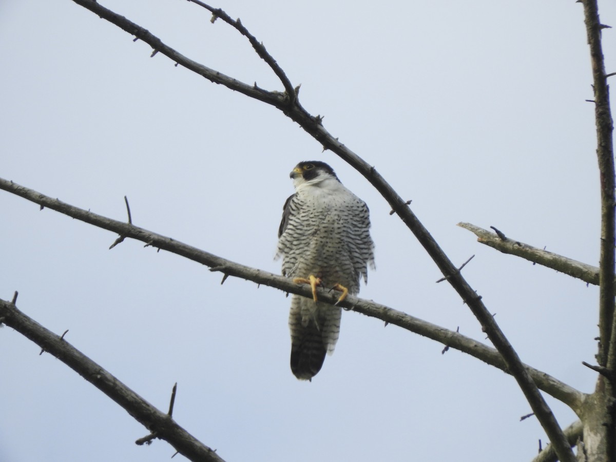 Peregrine Falcon - ML586742101