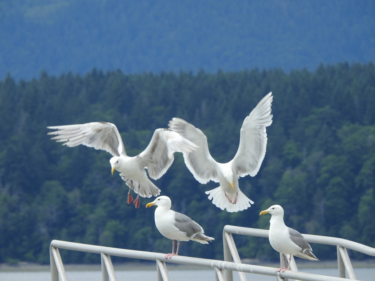 Glaucous-winged Gull - Jody  Wells