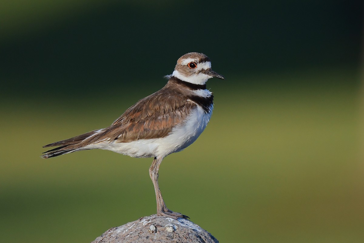 Killdeer - ML586743521