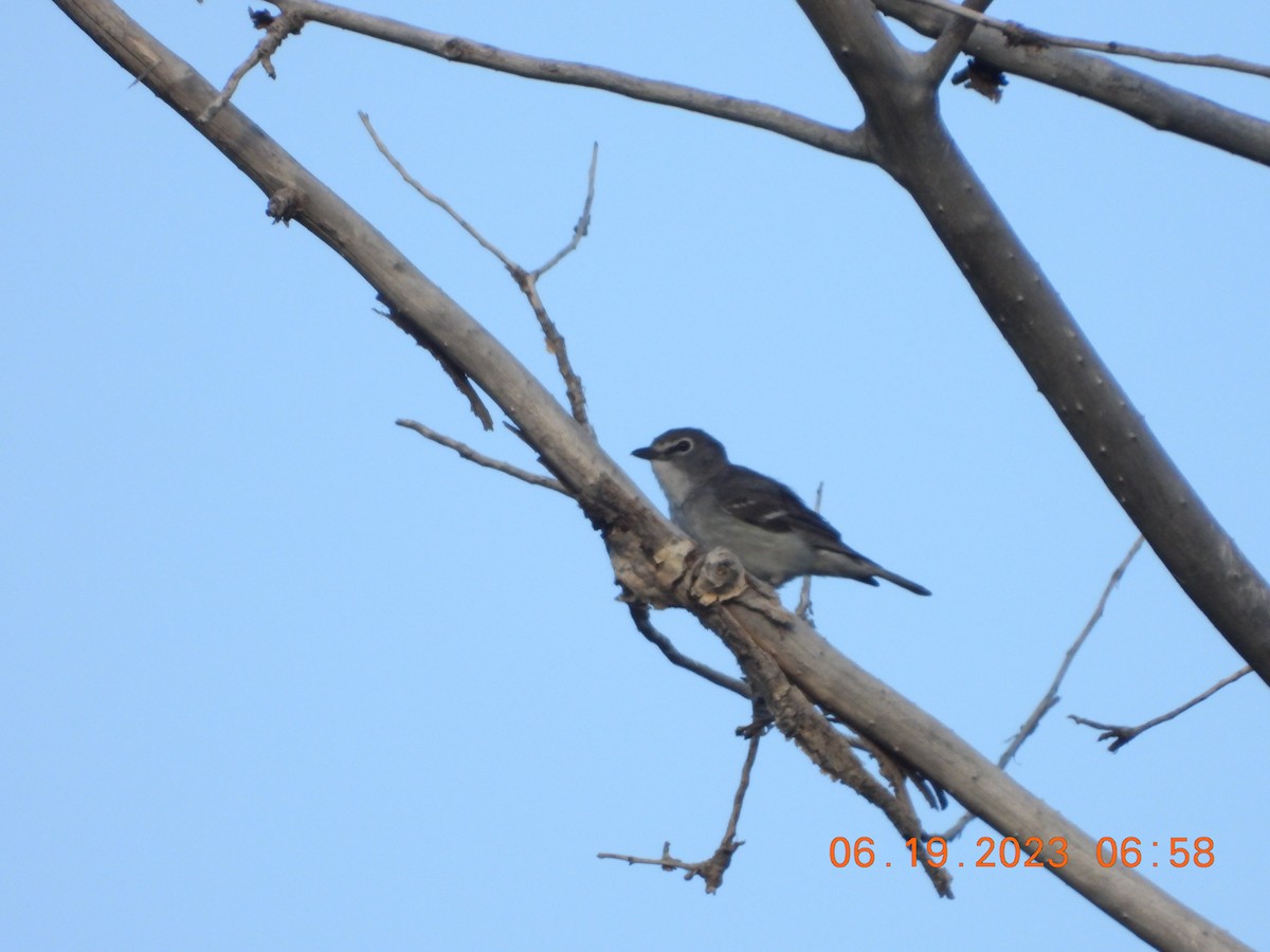 Plumbeous Vireo - ML586744371