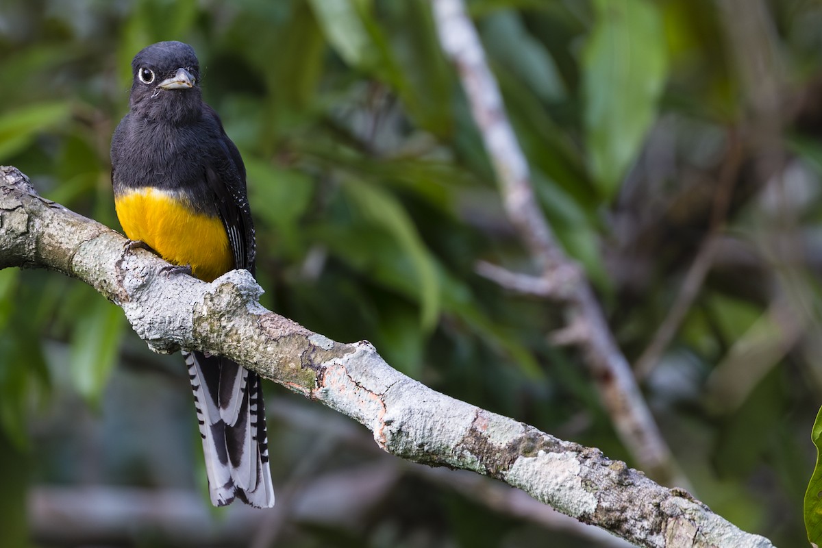 trogon guyanský - ML586744871