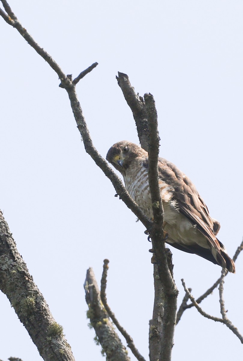 Broad-winged Hawk - cliff utech