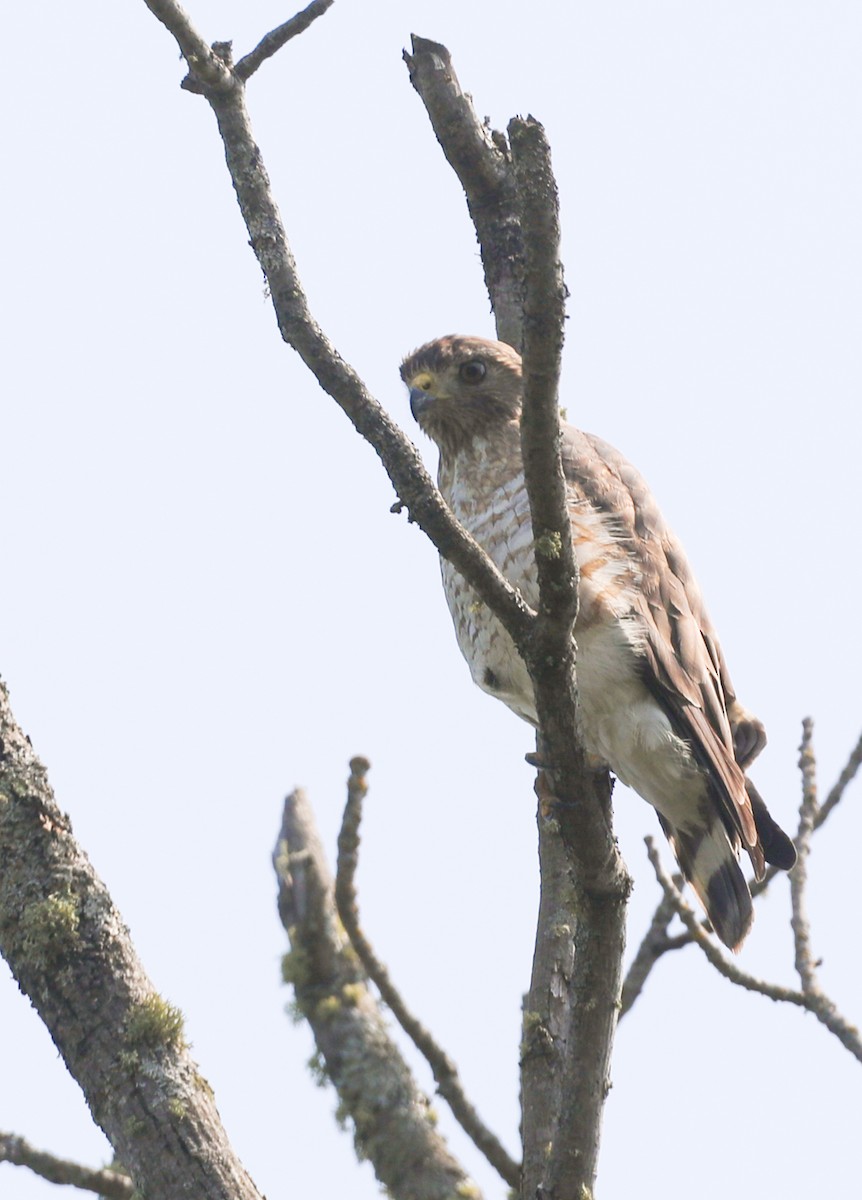 Broad-winged Hawk - ML586745121