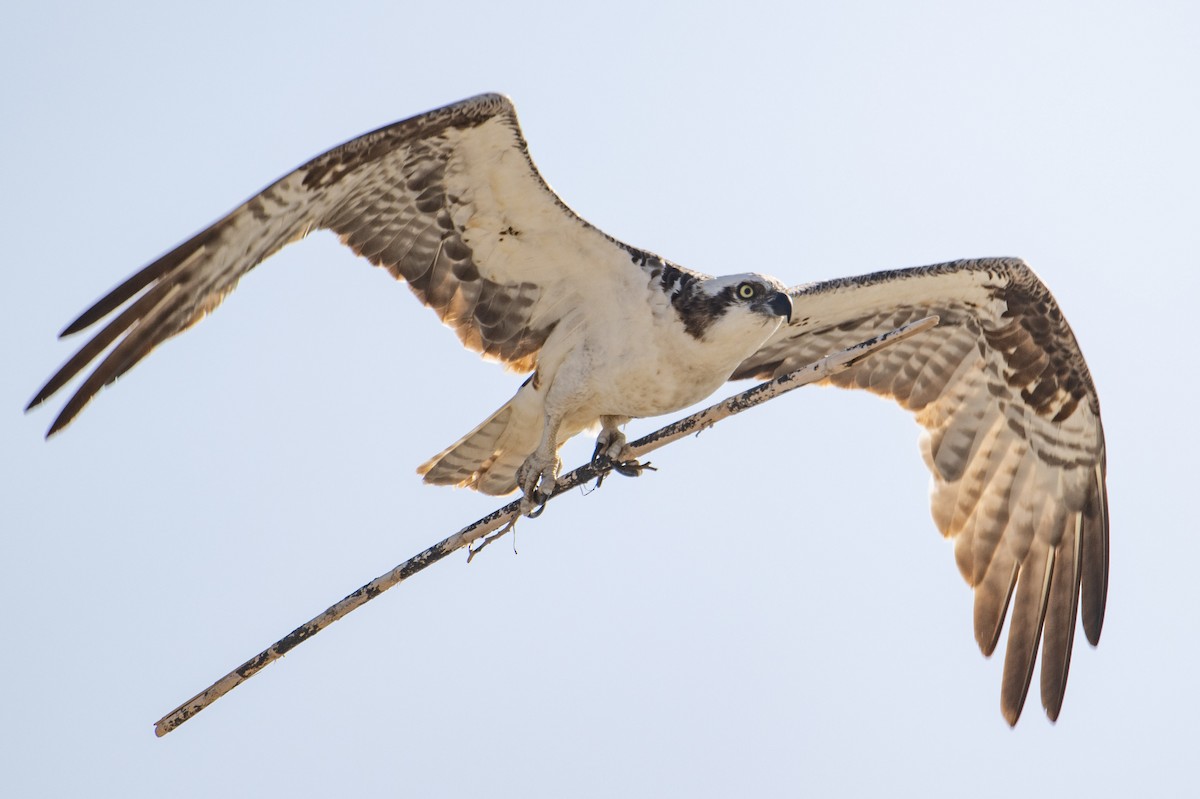 Osprey - Nancy Christensen