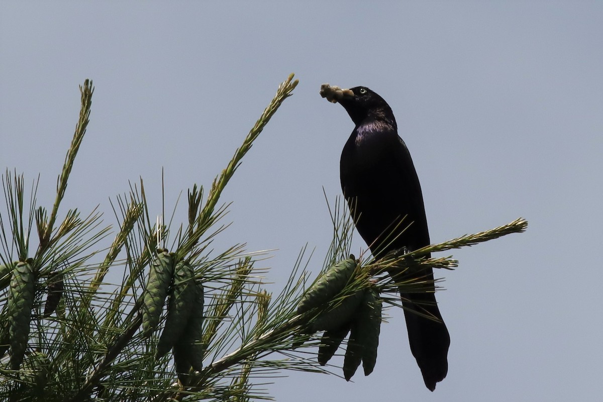 Common Grackle - Margaret Viens