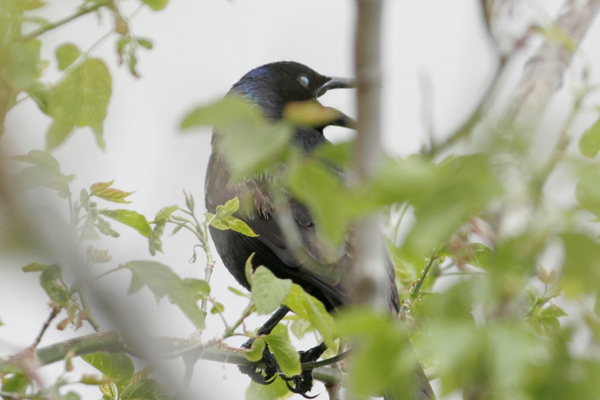 Common Grackle - ML58674721