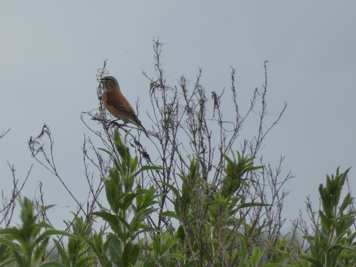 Eurasian Linnet - ML586747221