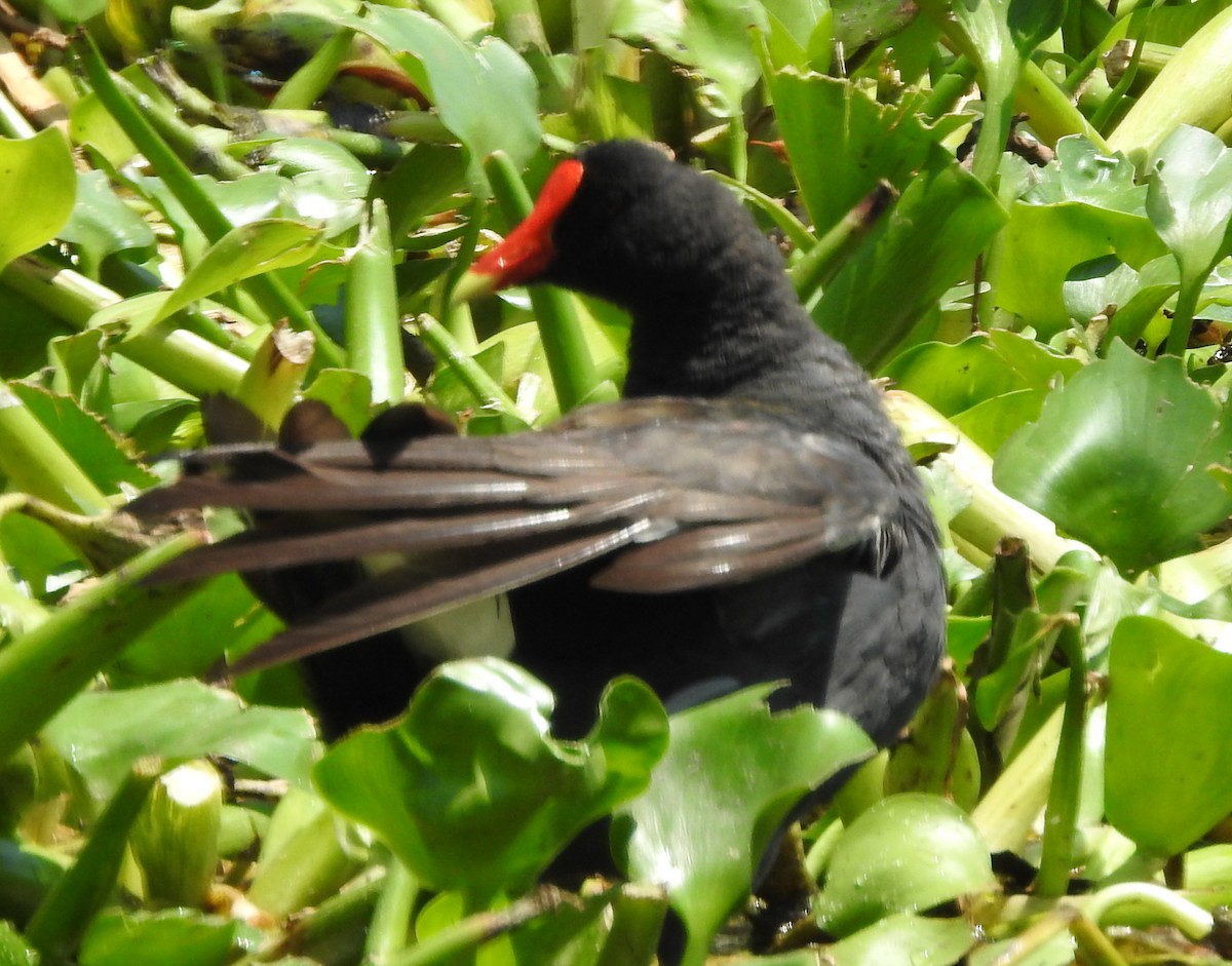 Common Gallinule - Barbara Dye