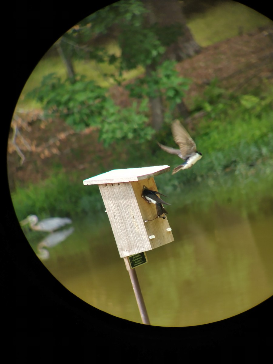 Tree Swallow - ML586747701