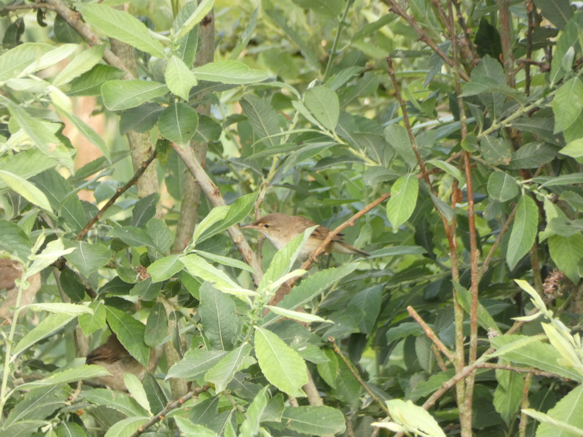 Common Reed Warbler - Da Lo